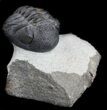 Nice Morocops Trilobite - Foum Zguid, Morocco #36021-1